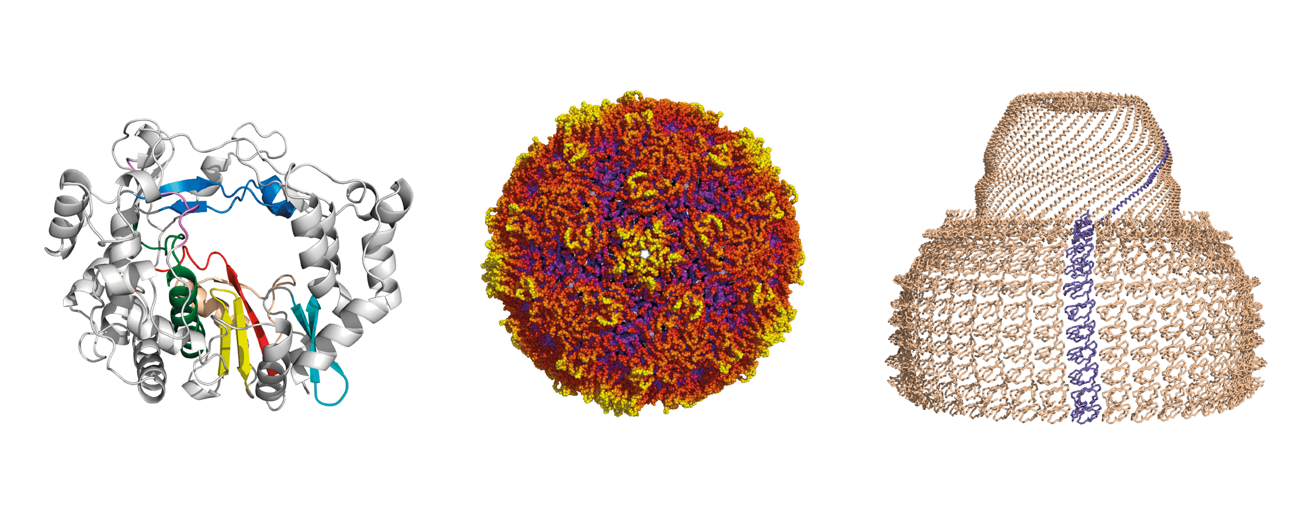 polymerase rhinovirus vault