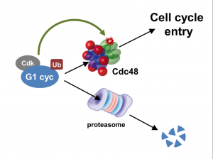 Cdc48/p97 segregase is modulated by cyclindependent kinase to determine cyclin fate during G1 progression