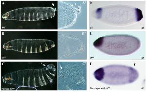 Holes in the Plasma Membrane Mimic Torso-Like Perforin in Torso Tyrosine Kinase Receptor Activation in the Drosophila Embryo