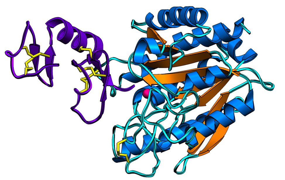 Human-carboxypeptidase A4 ascaris inhibitor