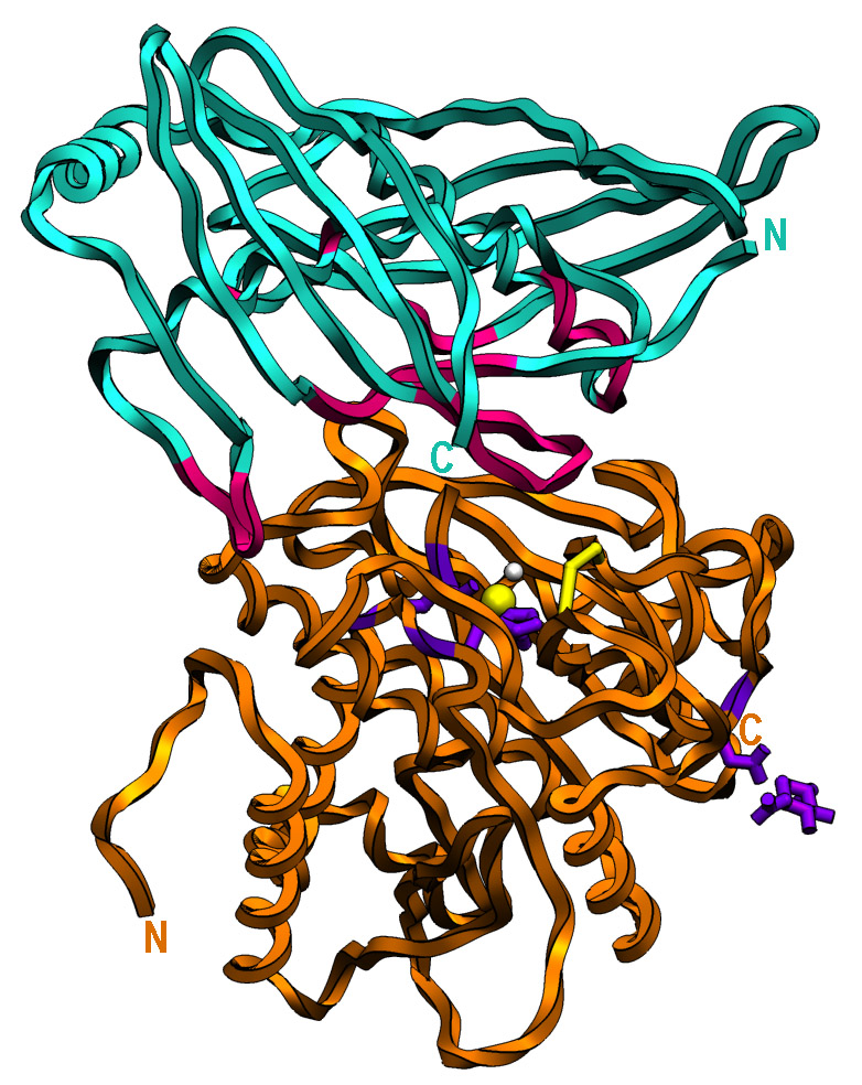 Human carboxypeptidase A4 latexin