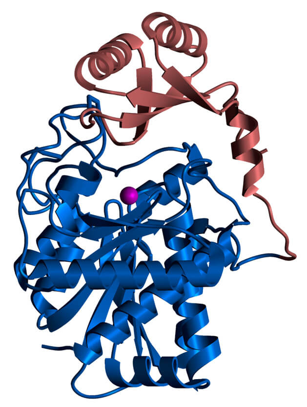 Human procarboxypeptidase B