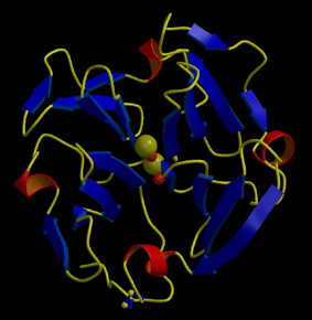 Procarboxypeptidase A ternary complex