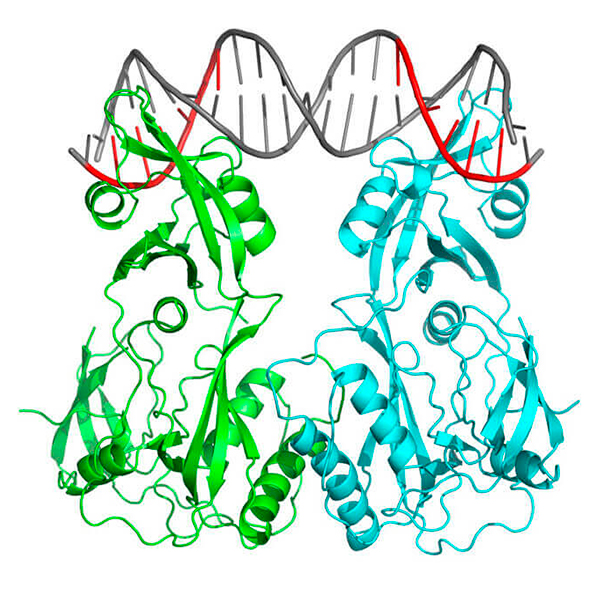 Protein & Nucleic Acid Complexes and Molecular Machines