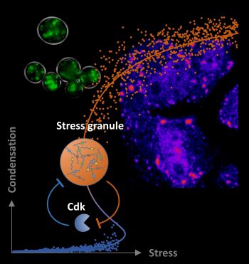 Feature_News_Stress granules display bistable dynamics modulated by Cdk original
