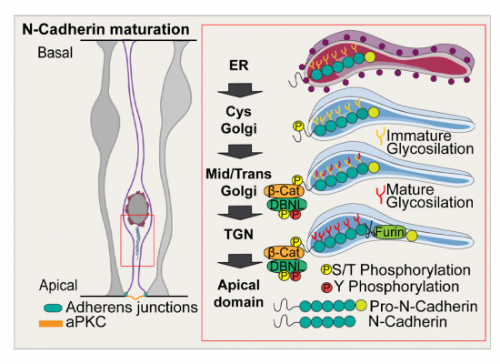 Feature-Graphical abstract_Dbnl and β-catenin promote pro-N-cadherin processing to maintain apico-basal polarity