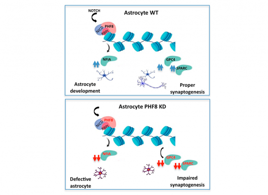 2021_06_11 PHF8 histone demethylase regulates astrocyte differentiation_feature news