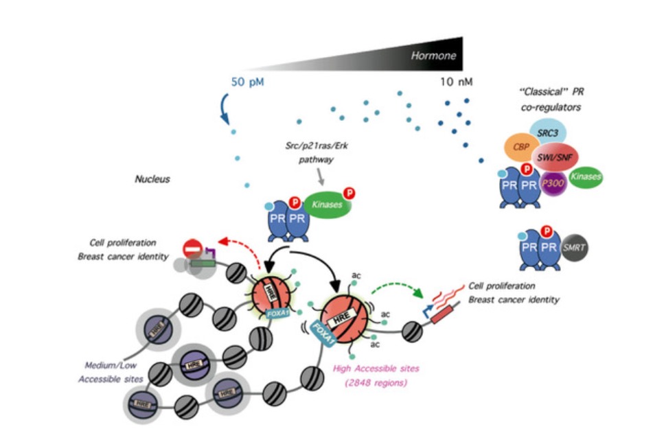 A set of accessible enhancers enables the initial response of breast cancer cells to physiological progestin concentrations