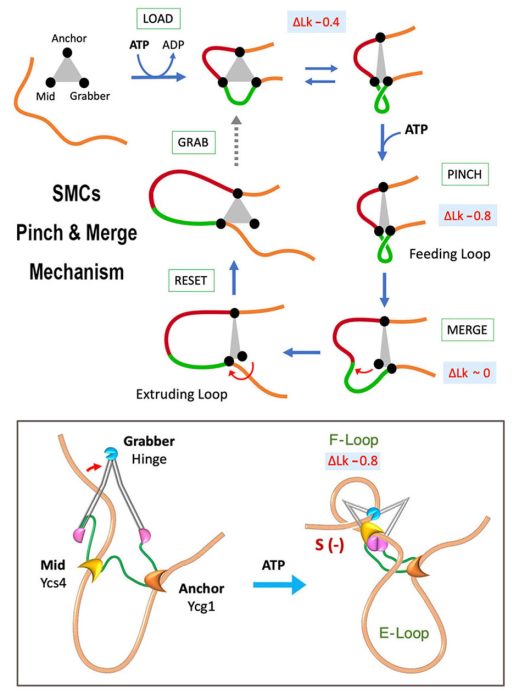 smc-pinch-merge-mechanism